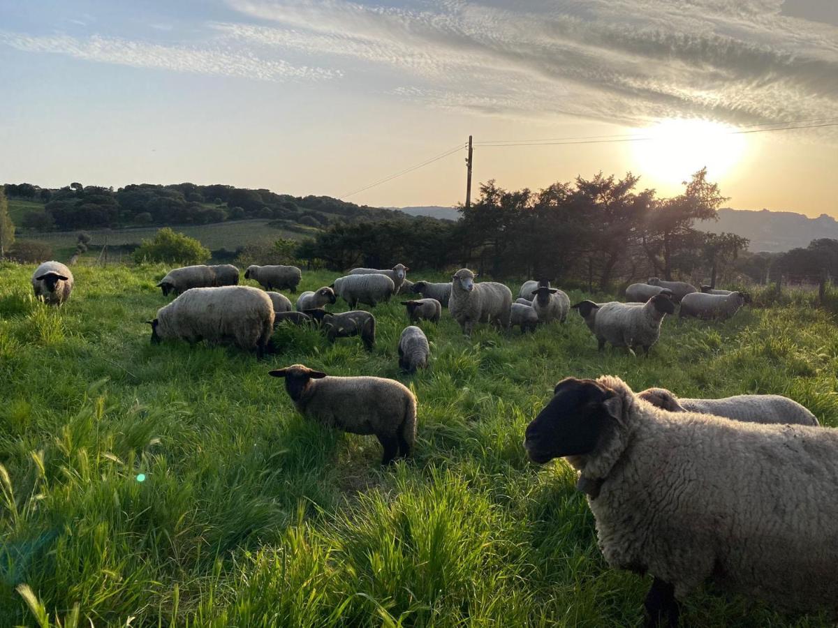 Agriturismo Lu Branu 阿尔扎凯纳 外观 照片