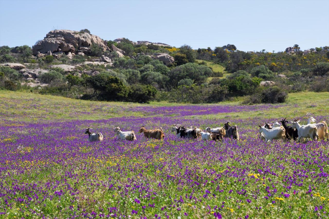 Agriturismo Lu Branu 阿尔扎凯纳 外观 照片
