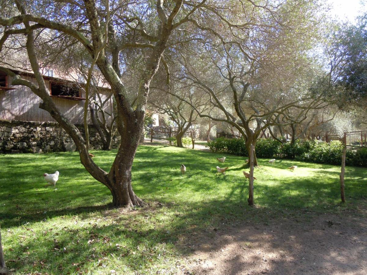 Agriturismo Lu Branu 阿尔扎凯纳 外观 照片